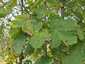 Juharlevél foltgomba (Rhytisma acerinum), Parassapuszta